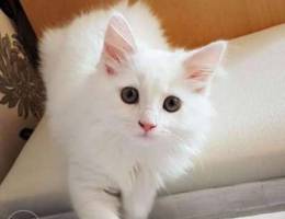 Angora Cat Kitten