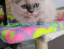 Scottish Fold Blue Point Imported