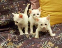 Kittens for adoption Ù„Ù„ØªØ¨Ù†ÙŠ