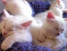 Angora kittens