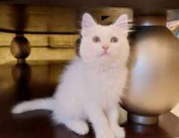 Angora white kitten