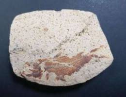 Poisson fossil