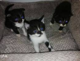 oreo kittens (scottish mixed) healthy and ...