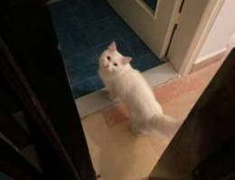 turkish angora