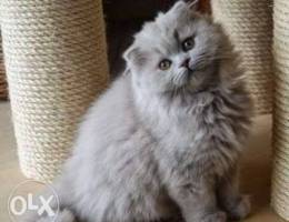 Scottish fold & British kittens