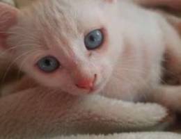 Angora cats