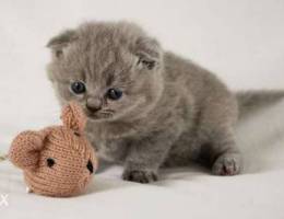 British Scottish Fold