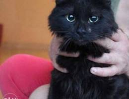 for adoption black fur cat Ù„Ù„ØªØ¨Ù†Ù‰