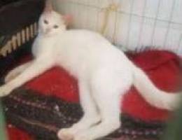 turkish angola for adoption female