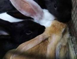 Giant Belgium rabbits