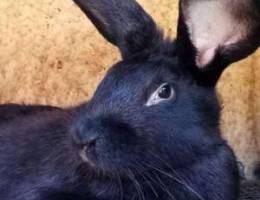 Black Giant Belgium rabbit male