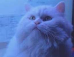 classic persian cat