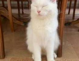 White Turkish Angora