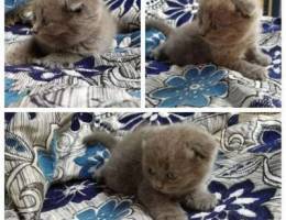 Scottish fold for sale