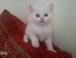 White Persian angora kittens