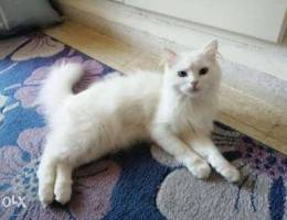 cat Persian shirazi for sale female 300 al...