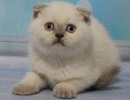 Scottish fold color point