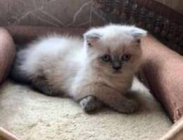 scottish fold kitten