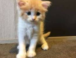 kitten for sale