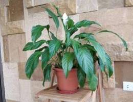 Spathiphyllum