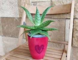 Aloe vera+ nice ceramic pot