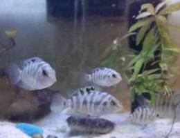 Convict cichlids