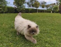 Persian Himalayan Male Cat