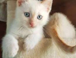 kitten blue eyes for sale 2 month's 275 00...