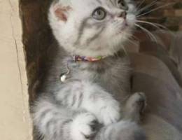 Tabby Scottish Fold