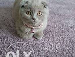 Scottish fold kitten