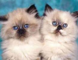 Himalayan kittens