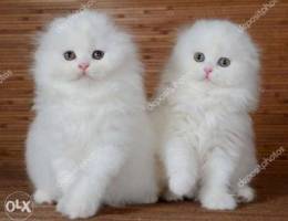 highland kitten white female Ø³Ø¹Ø± Ø®Ø§Øµ