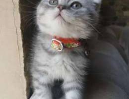 Scottish fold