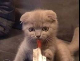 sCottish fold