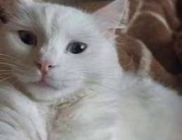 Turkish Angora breed