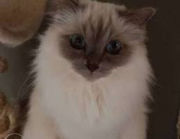 Birman Cat