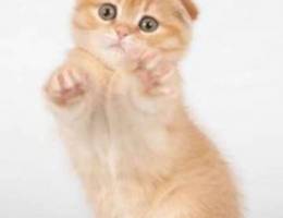 Cream scottish fold