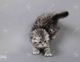 Tiger Scottishfold kitten