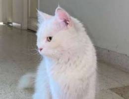 turkish angora