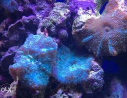 mushroom coral