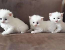 3 beautiful white cats