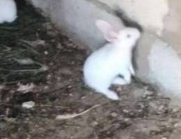 French rabbits