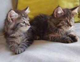 Maine Coon kitten