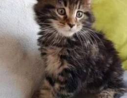 Male Maine coon kitten