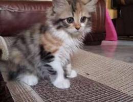 kitten for sale