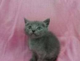 British and Russian blue kitten hekathy an...