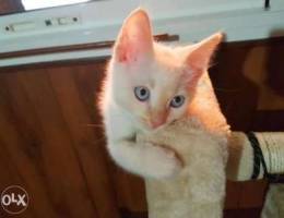 kitten blue eyes 2 month's for sale