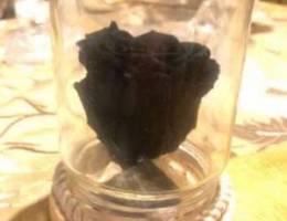 black natural flower