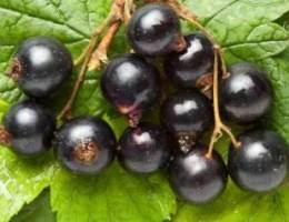 Black currant 160,000 L. L.