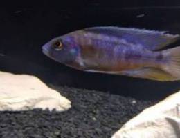 Blue African cichlids